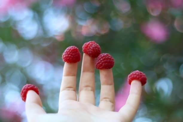 What Are Raspberries Good For During Pregnancy?