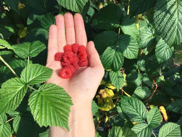 Why Is Raspberry Leaf Good For Pregnancy?